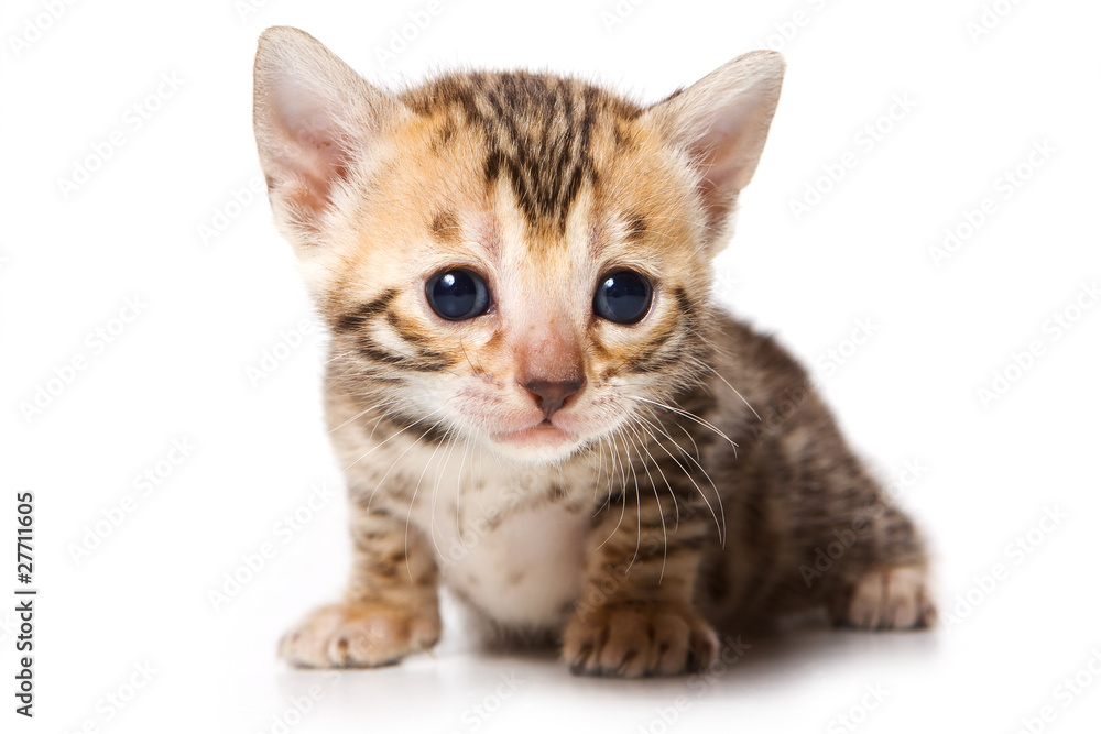 Obraz premium Bengal kitten on white background