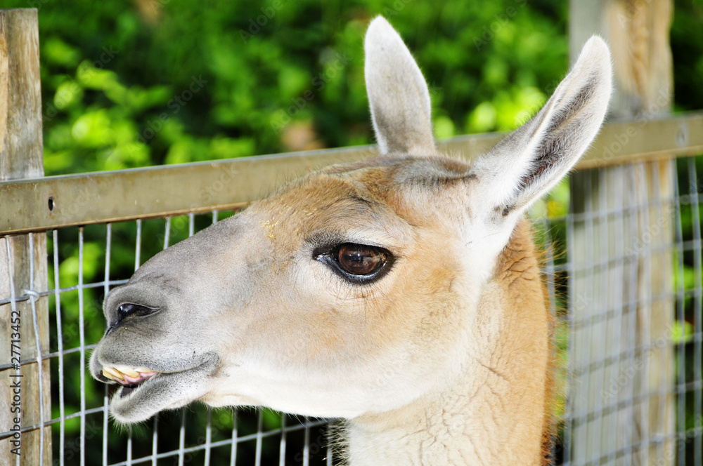 Obraz premium guanaco