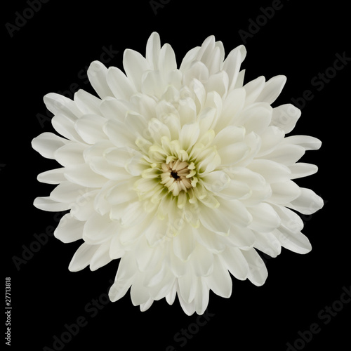 Fototapeta Naklejka Na Ścianę i Meble -  White Dahlia Flower Isolated on Black