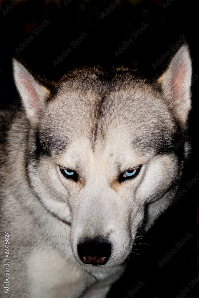 Husky closeup with blue eyes,isolated on black, looks like wolf