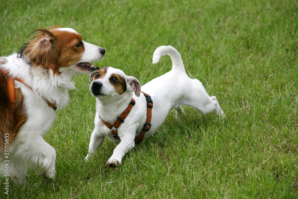 Koikerhund und Jack Russel Terrier spielen zusammen Koikerhund und Jack Russel Terrier spielen zusammen