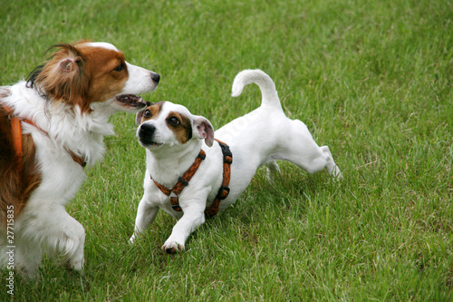 Koikerhund und Jack Russel Terrier spielen zusammen