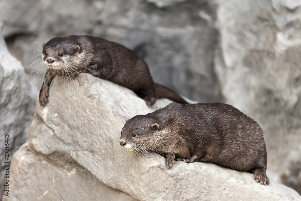 Obraz premium Fischotter