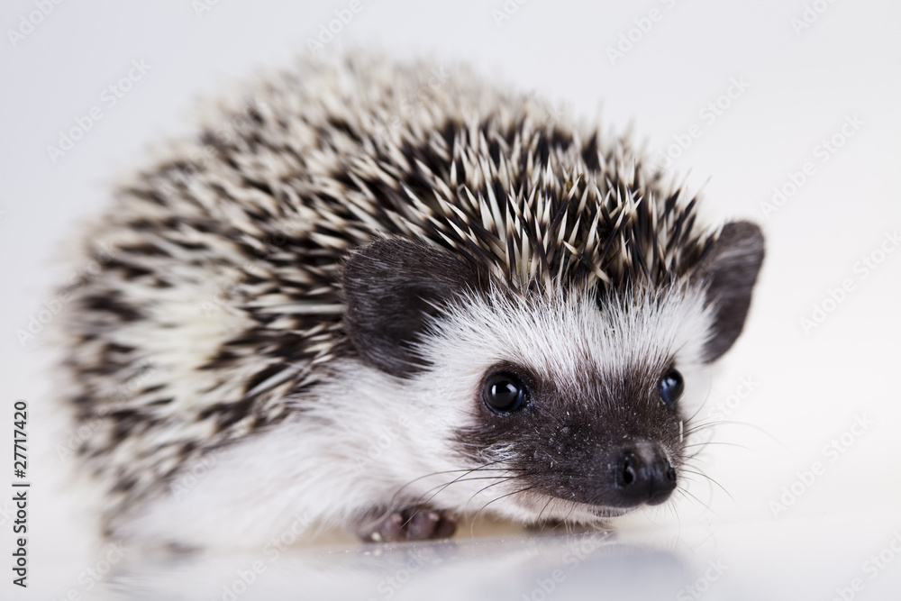 Obraz premium Hedgehog