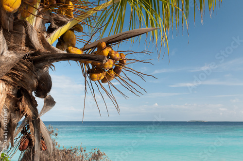 Palm tree with fruits on the beach.
