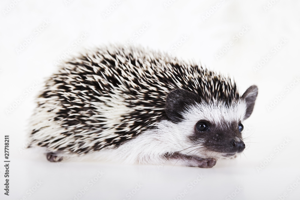Fototapeta premium Hedgehog