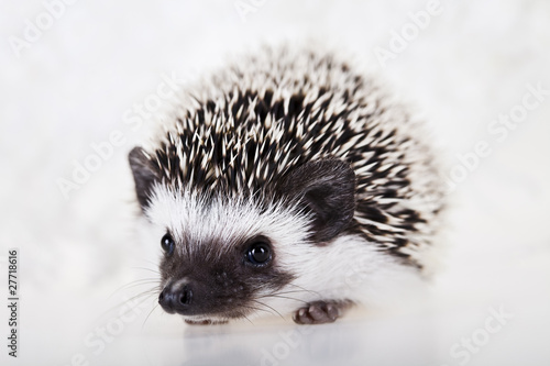 Hedgehog