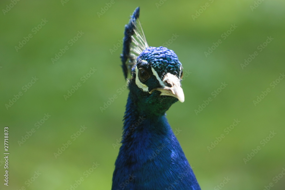 pfau pfau