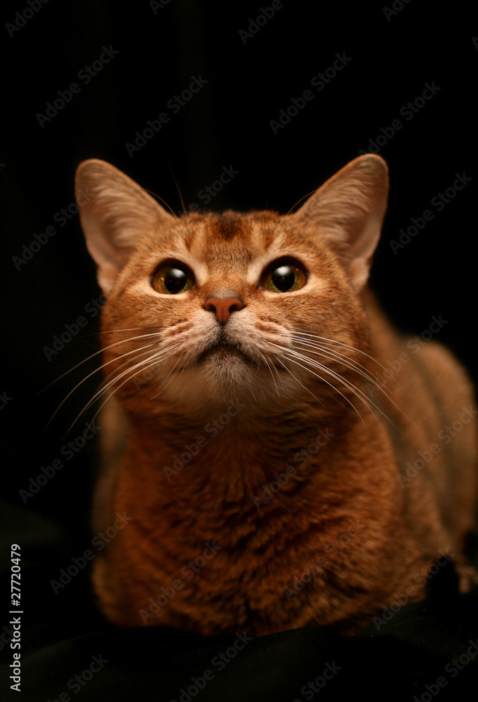 Fototapeta premium Chat abyssin lièvre