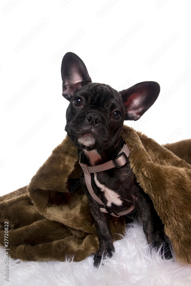 Obraz premium chiot bouledogue français noir sous les couvertures