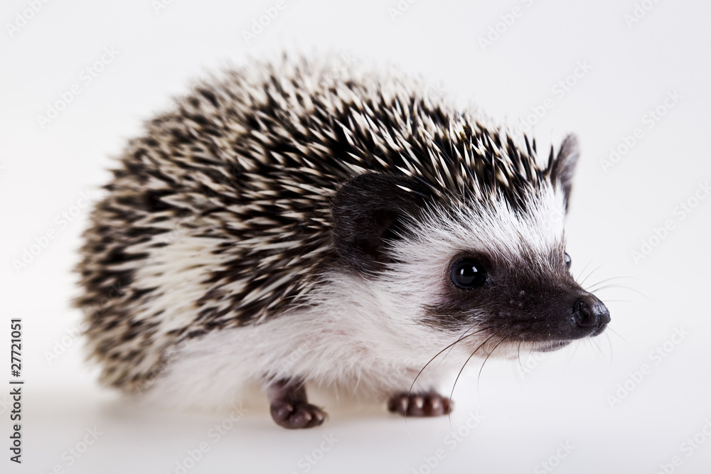 Hedgehog Hedgehog
