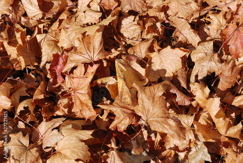 Dead leaves lying on ground