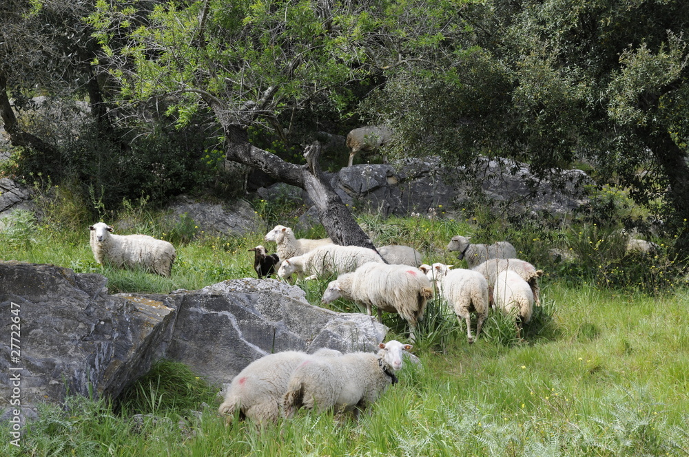 Fototapeta premium Schafe unter Olivenbäumen