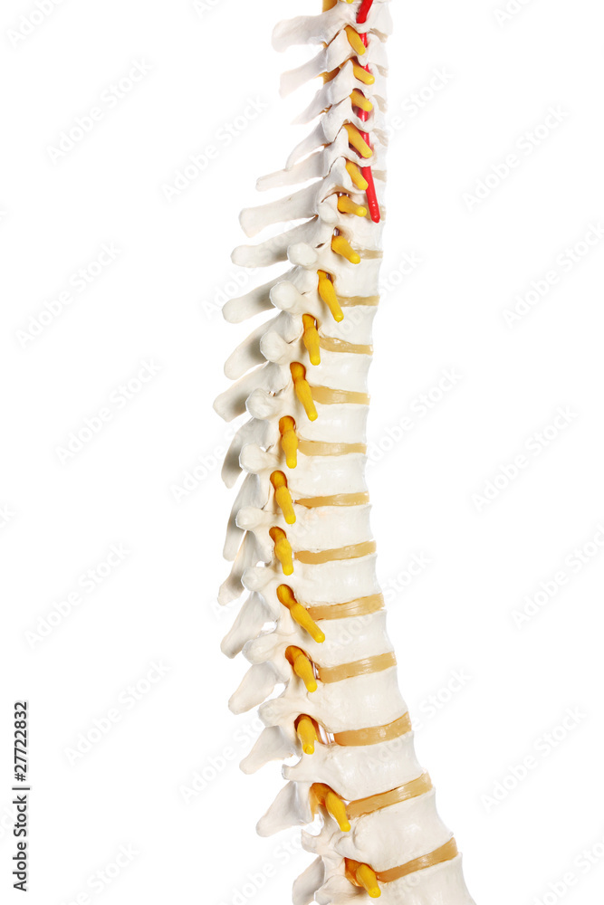 Naklejka premium Spine