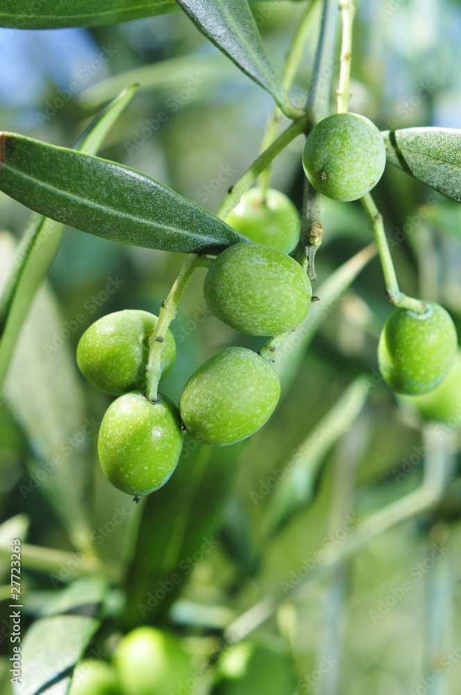 custom made wallpaper toronto digitalolive branch