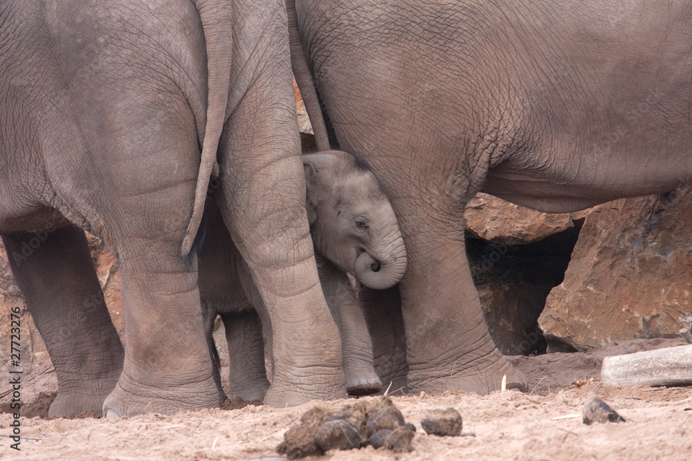 Obraz premium Baby Elephant