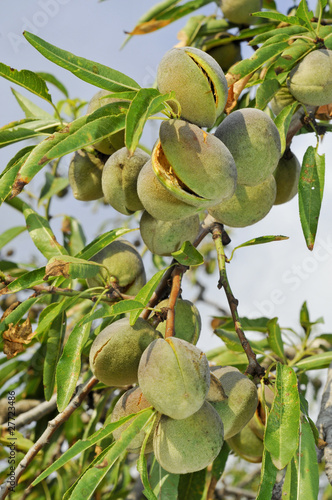 Leinwand Poster almond tree
