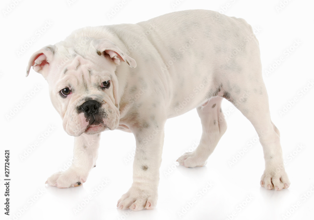 guilty looking puppy