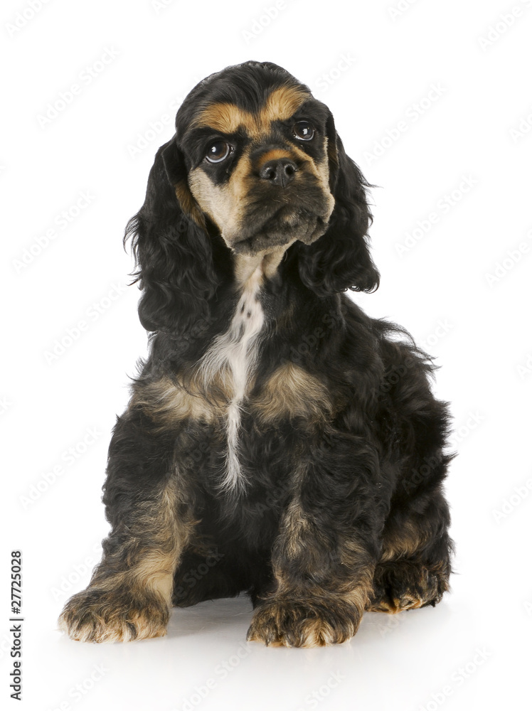 cute puppy cute puppy