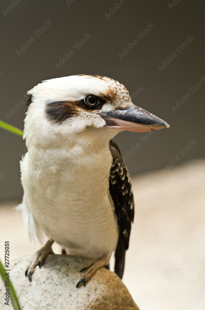 Fototapeta premium Kookaburra