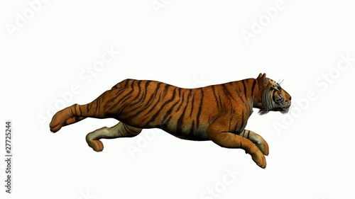 Tiger Running