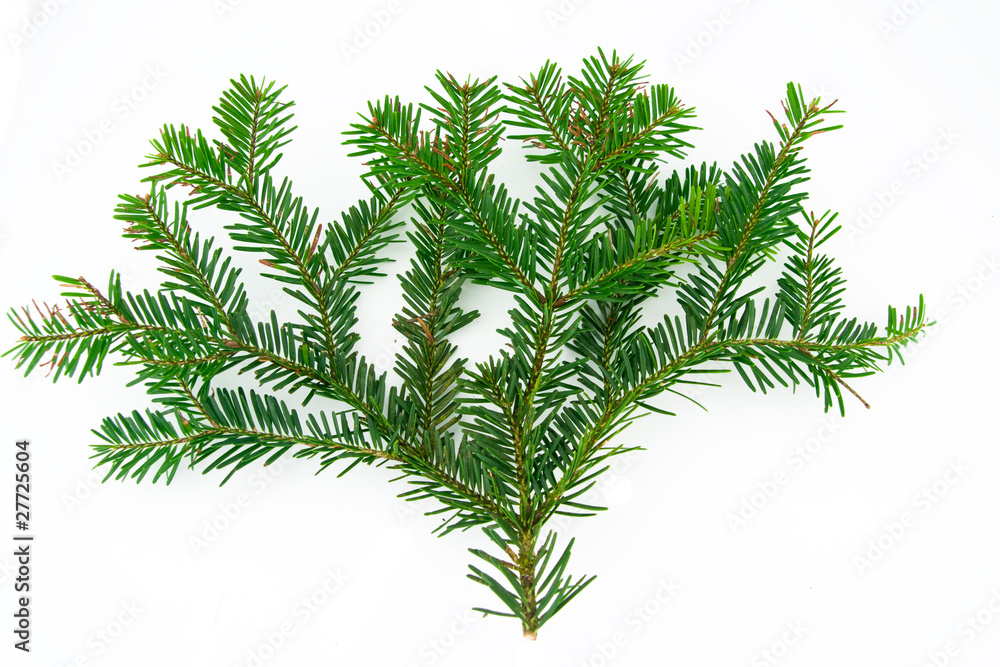 fir branch fir branch