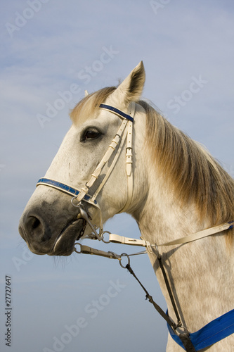 Horse head portrait © OlegD
