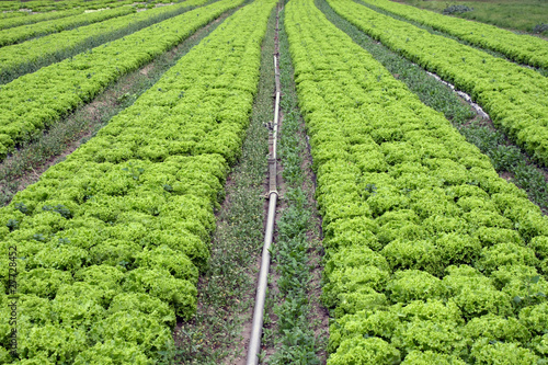 Salades et irrigation