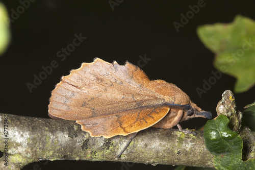 Lappet (Gastropacha quercifolia) sitting on stem photo