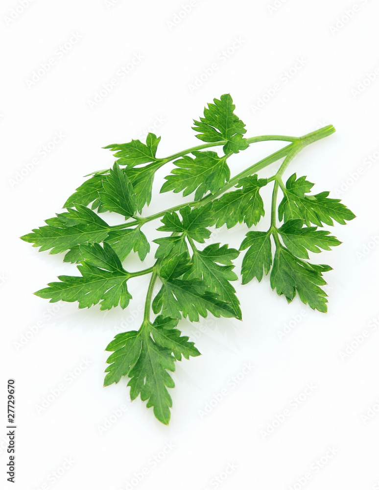 Fresh parsley Fresh parsley