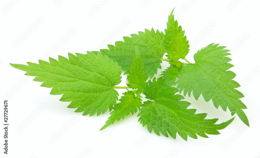 Young nettle Young nettle