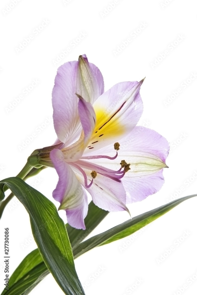 Alstroemeria lily in detail