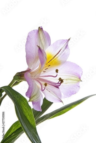 Alstroemeria lily in detail