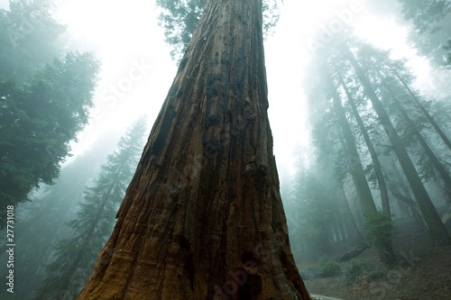Sequoya