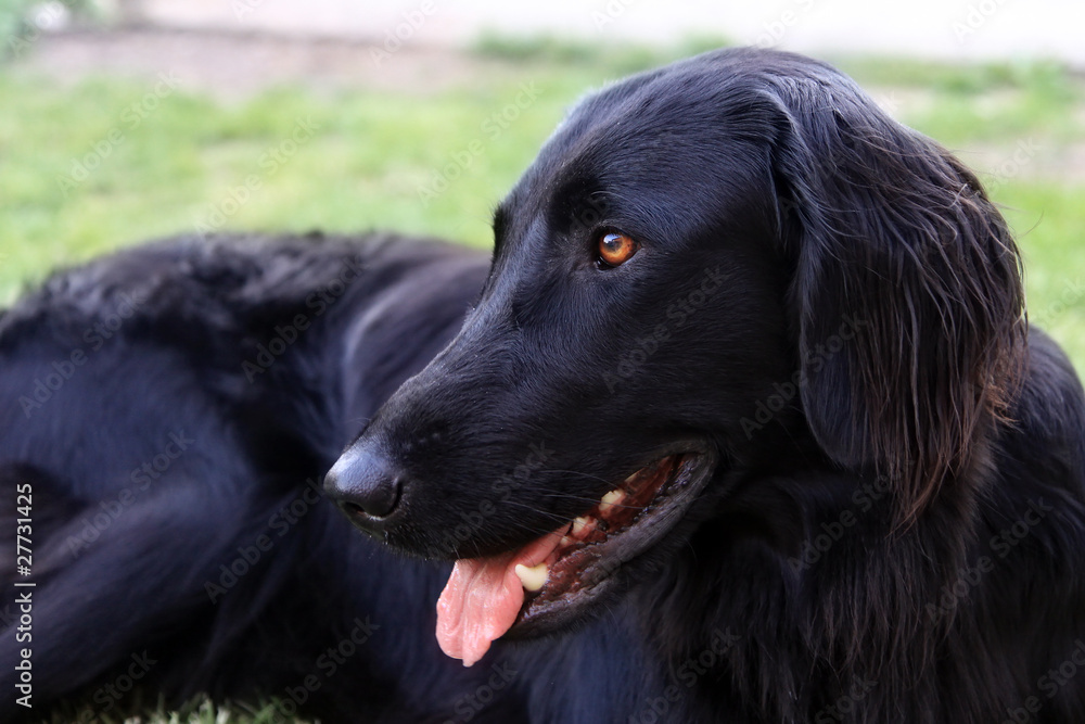 black labrador retriever (female)