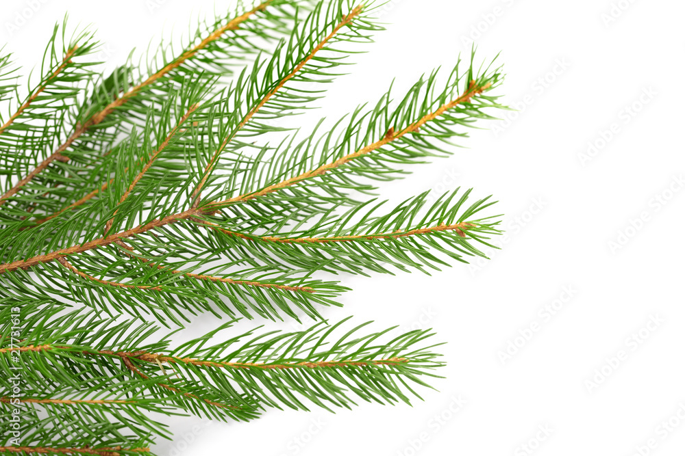 fir-tree