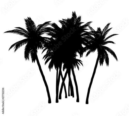 palm