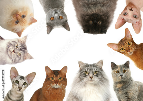 chats de race différentes réunis pour une composition