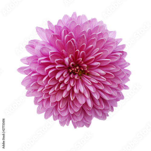 Fototapeta Naklejka Na Ścianę i Meble -  a pink chrysanthemum flower isolated on white background
