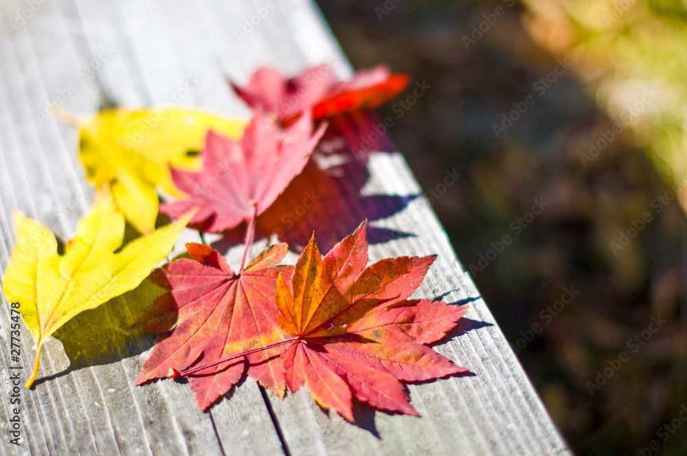 Obraz premium 落ち葉