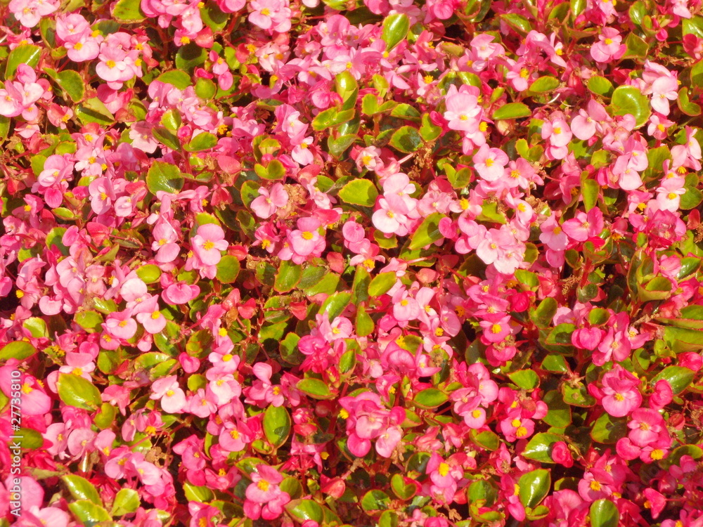Fototapeta premium Flowerbed
