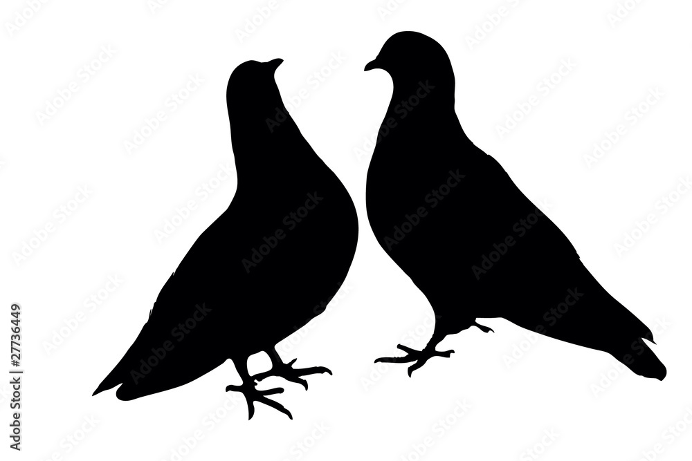 Fototapeta premium Pigeons