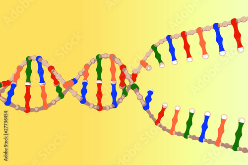 Separated DNA strands