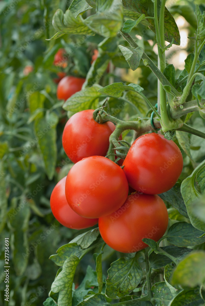 growth tomato