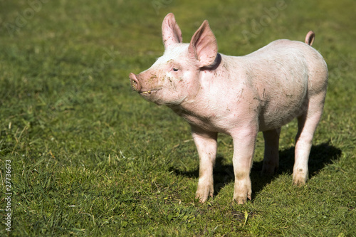 maialino
