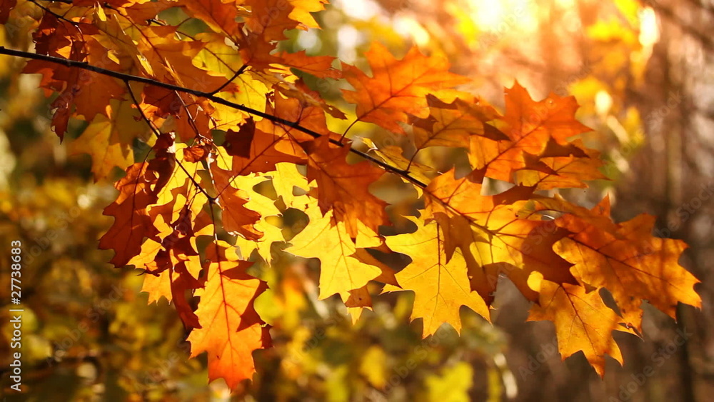 Trees on the wind, beautiful and golden autumn. Trees on the wind, beautiful and golden autumn.