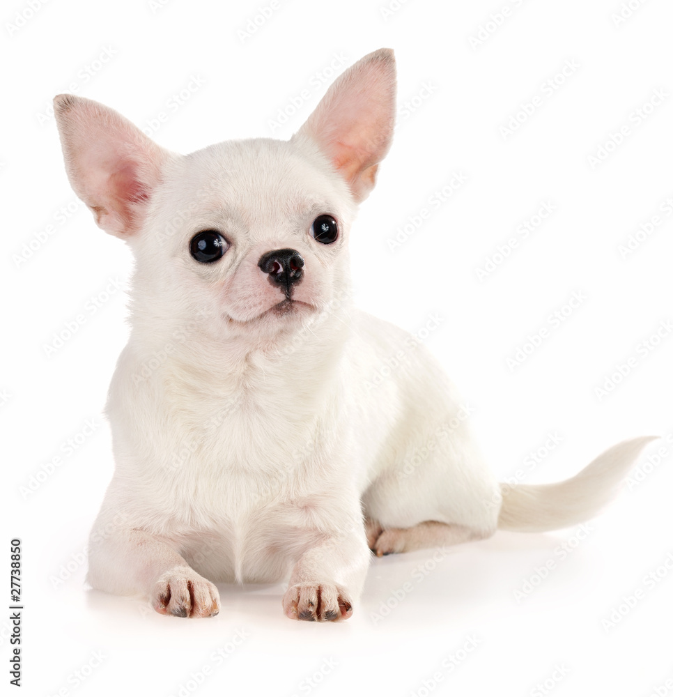 Chihuahua