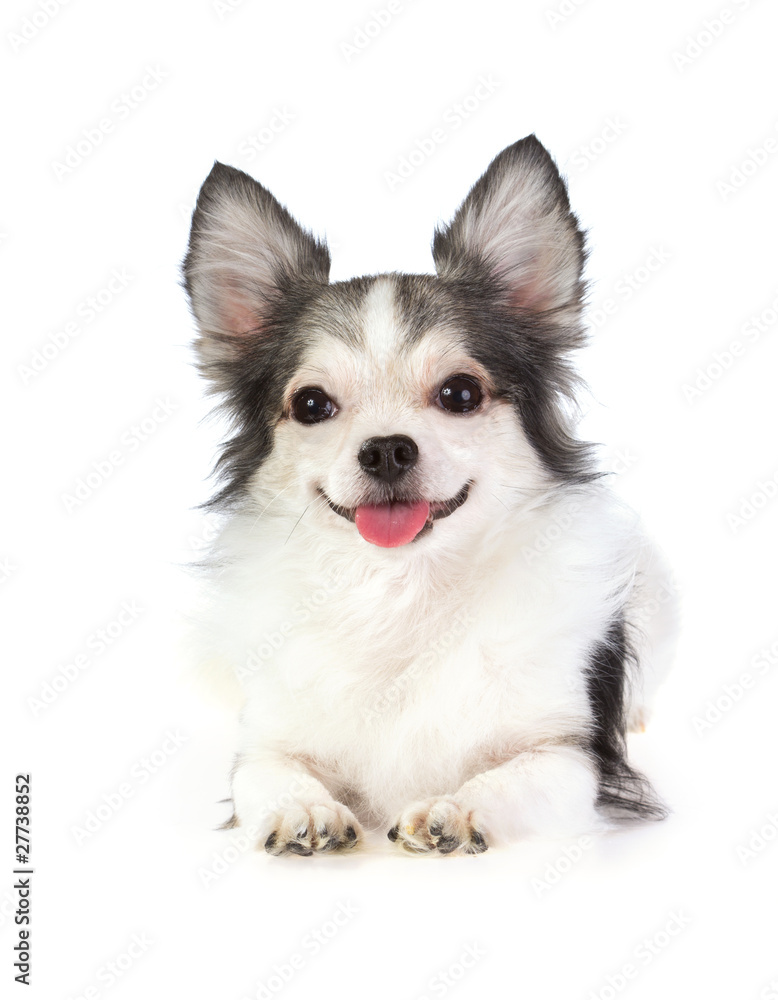 Chihuahua Chihuahua