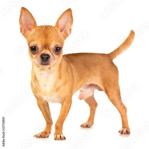 Chihuahua