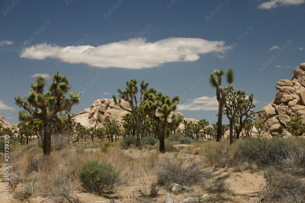 A view of Joshua Tree National Park
